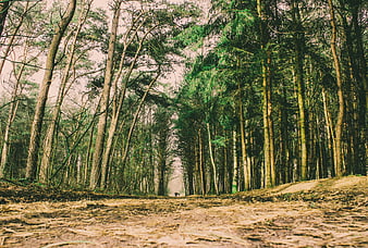 Low angle view of a forest path with tall pine trees