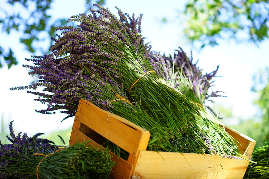 Fresh lavender bundles in wooden crate outdoors