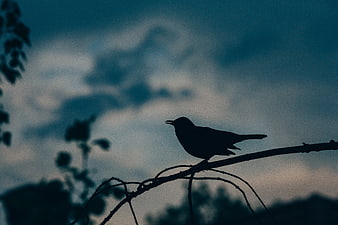 Silhouette of a bird perched on a branch against a cloudy sky