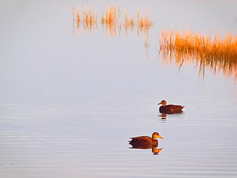 Two Ducks Swimming in Calm Lake at Golden Hour
