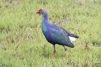 Purple Swamphen Standing in Green Grass