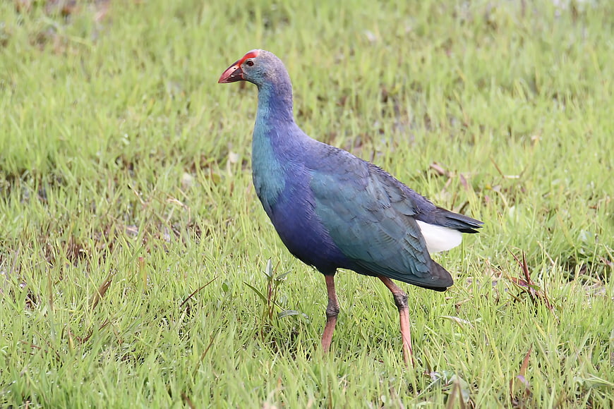 Purple Swamphen Standing in Green Grass