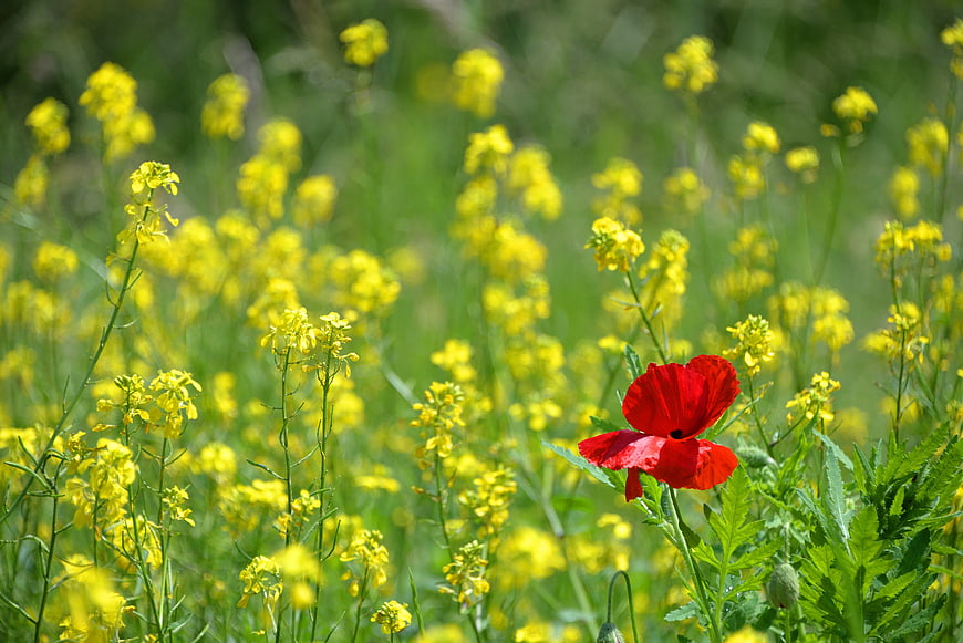 Red Poppy in Field of Yellow Wildflowers