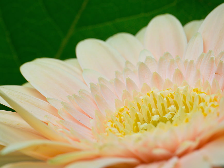Close-up of a delicate peach gerbera daisy with yellow center