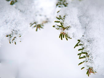 Close-up of Snowy Pine Branches with White Background