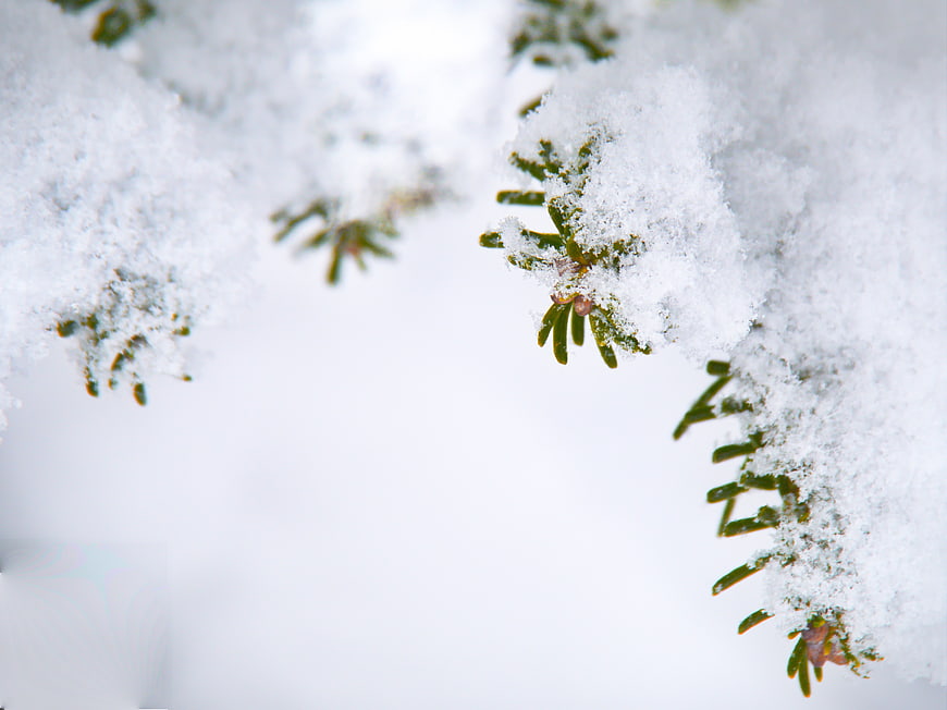 Close-up of Snowy Pine Branches with White Background