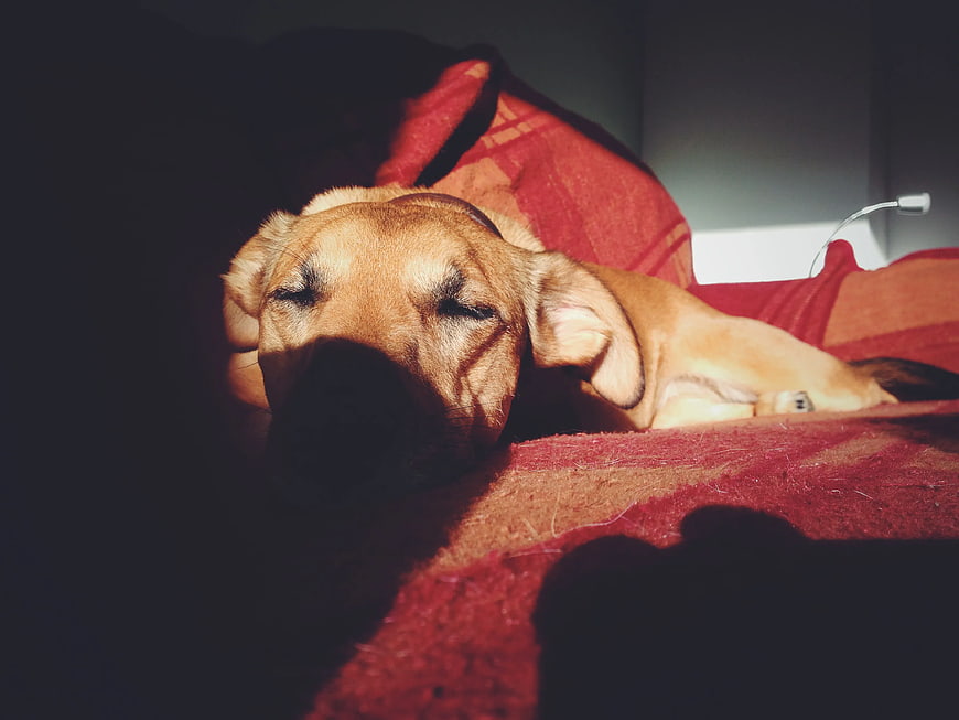 Sleeping Brown Dog on Red Couch in Sunlight