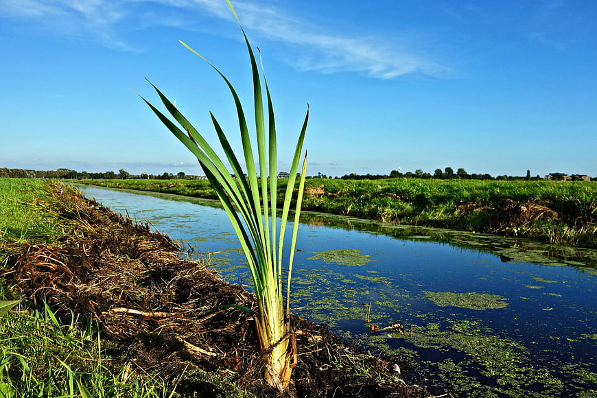 Green reed plant growing by a rural canal in summer