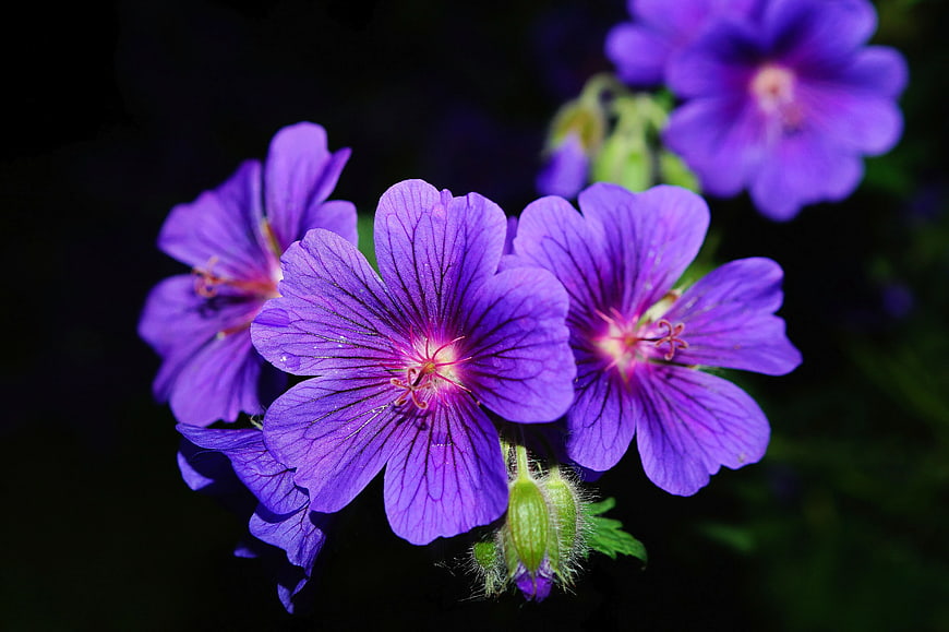 Close-up of vibrant purple cranesbill flowers on dark background
