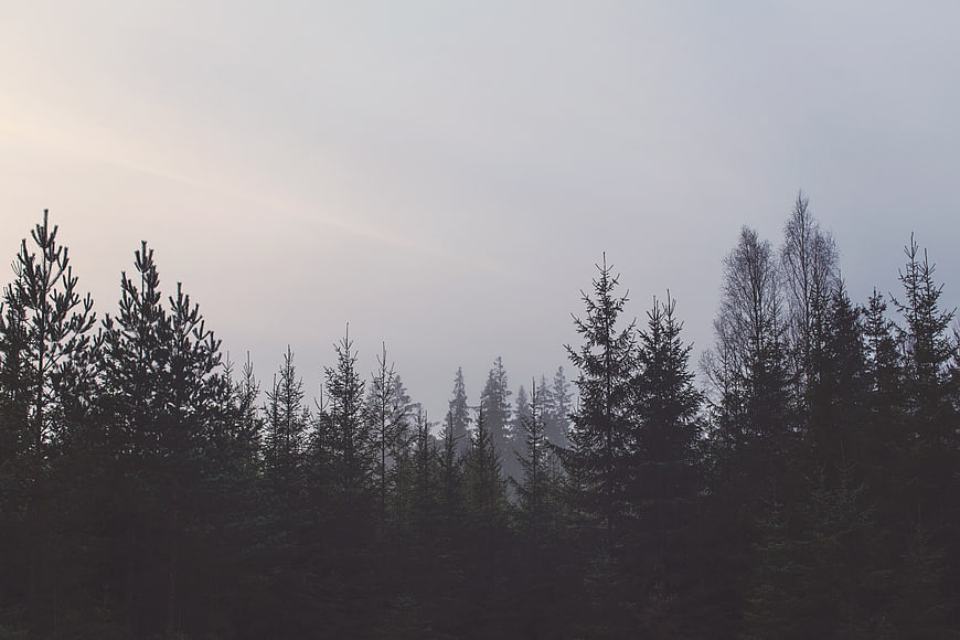 Misty Forest Silhouettes Against Pale Overcast Sky