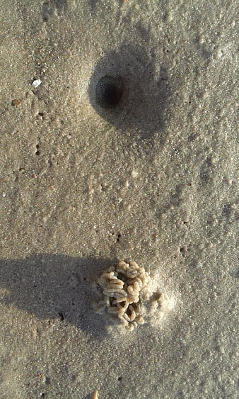 Close-up of Lugworm Pile and Hole in Sandy Beach