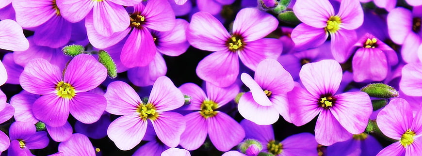 Vibrant Purple Flowers with Yellow Centers Close-Up