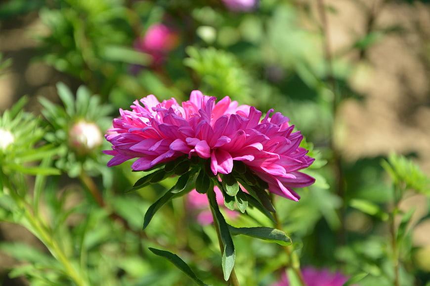 Vibrant pink dahlia flower in a sunny garden