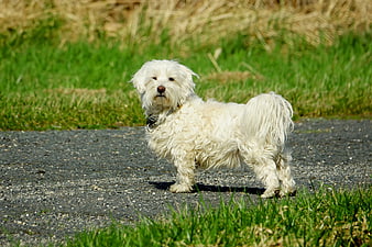 Fluffy White Dog Standing on Gravel Path in Nature