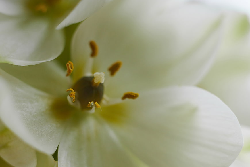Macro Close-Up of White Flower with Yellow Stamen
