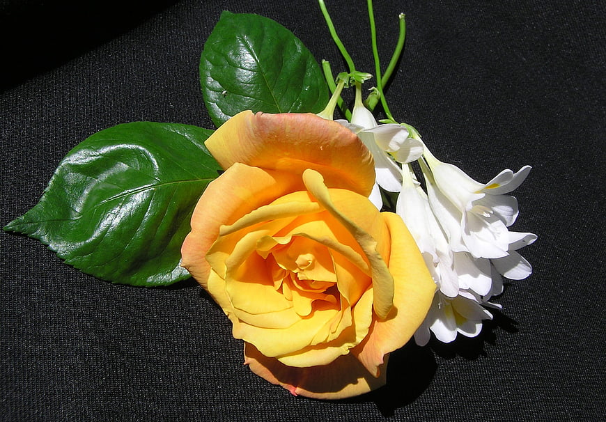 Yellow Rose and White Freesia on Black Background