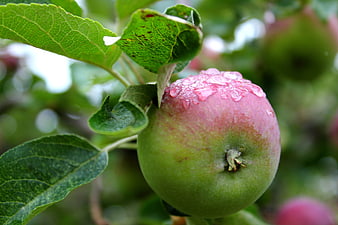 Fresh Red and Green Apple with Raindrops on Tree