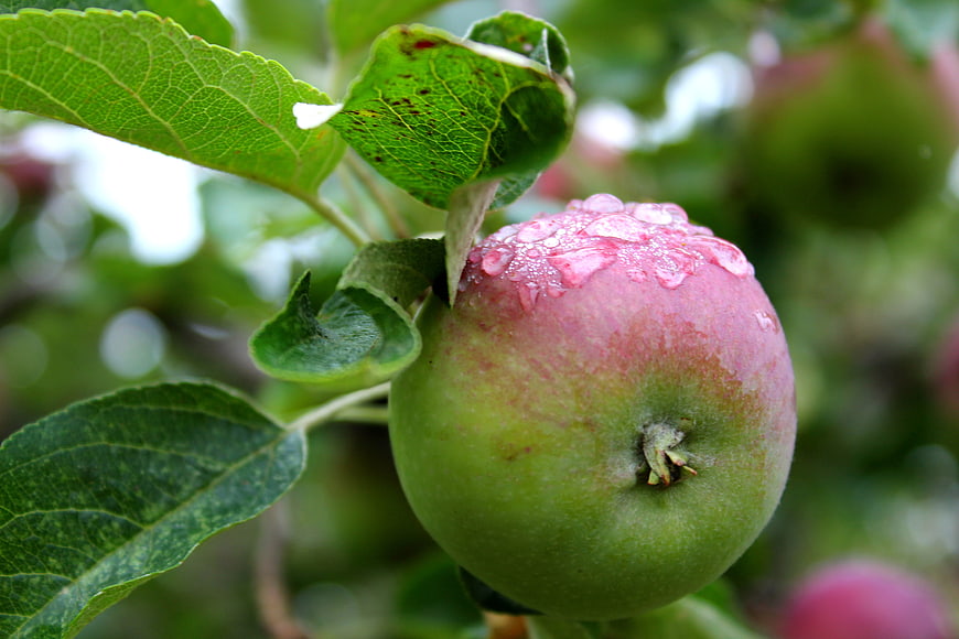 Fresh Red and Green Apple with Raindrops on Tree