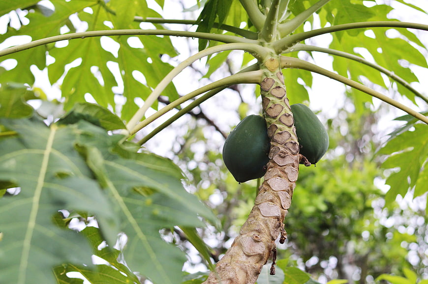 Green Papaya Fruit Growing on Tropical Tree Trunk