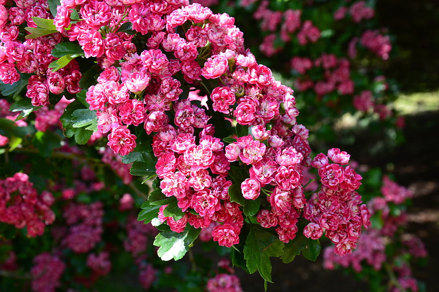 Vibrant Pink Crataegus Flowers in Full Bloom Close-Up