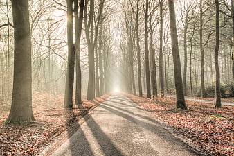 Misty forest road with sun rays and autumn leaves