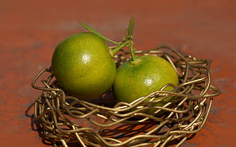 Two Green Citrus Fruits in a Golden Wire Nest