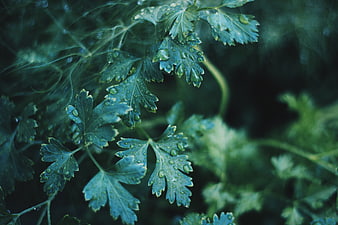 Close-up of wet green parsley leaves with water droplets