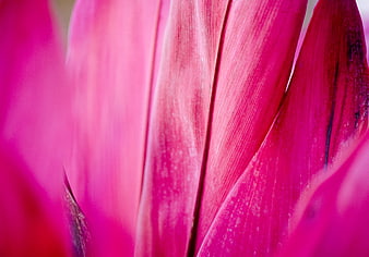 Macro Abstract Pink Cordyline Leaf Texture