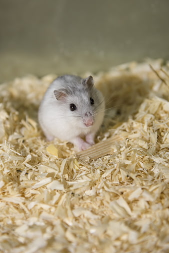 Cute Dwarf Hamster Sitting in Wood Shavings Bedding