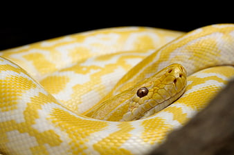 Close-up of a yellow and white albino python snake