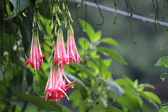 Hanging Pink Fuchsia Flowers in a Lush Garden