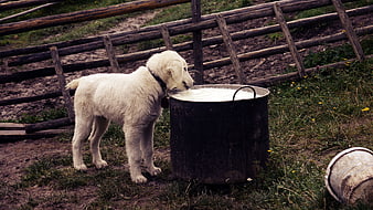 White puppy drinking milk from a metal bucket in a rustic farmyard