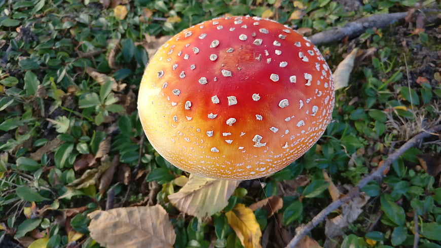 Close-up of red fly agaric mushroom with white spots in autumn forest