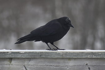 Black Crow Perched on Wooden Railing in Winter
