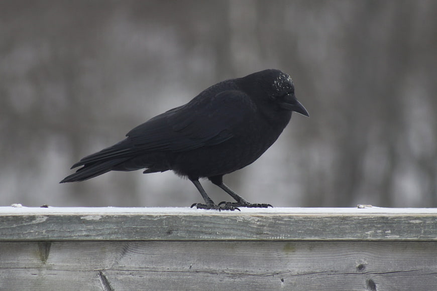 Black Crow Perched on Wooden Railing in Winter