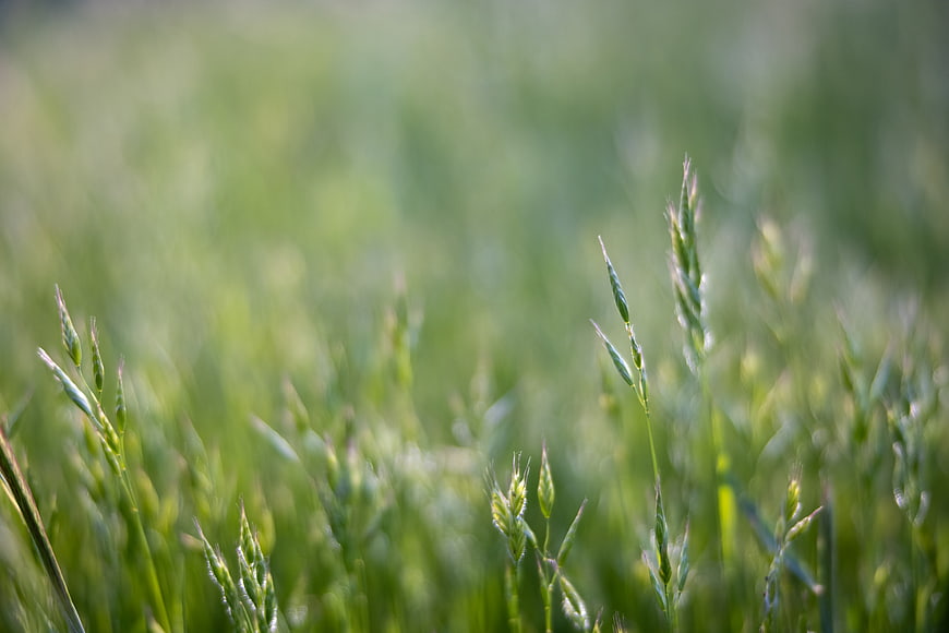 Close-up of Green Grass Blades in a Meadow