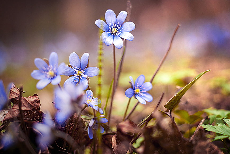 Delicate Blue Hepatica Flowers in Spring Forest Undergrowth