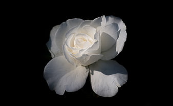 Isolated white rose on black background