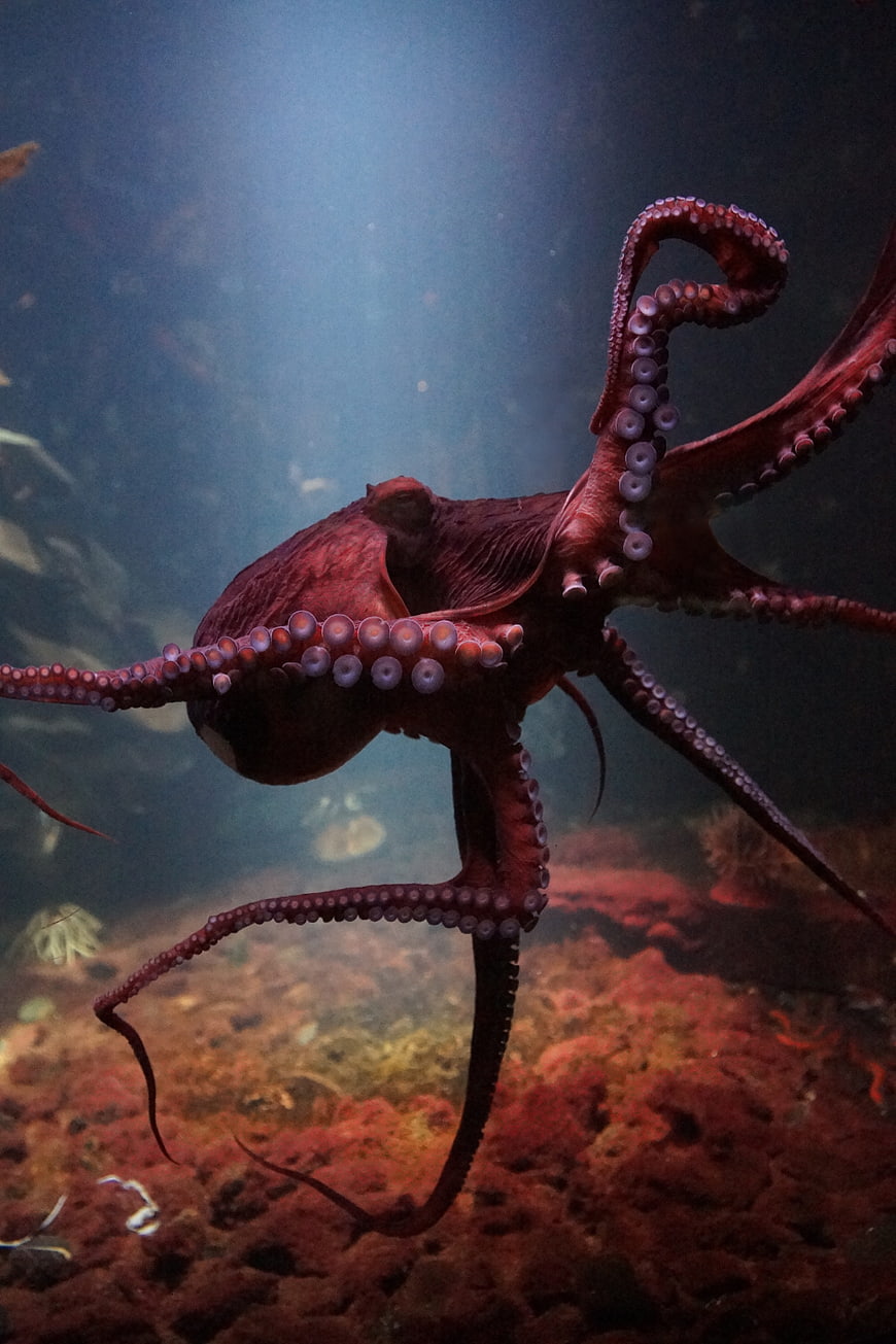 Giant Octopus Swimming Underwater With Dramatic Lighting