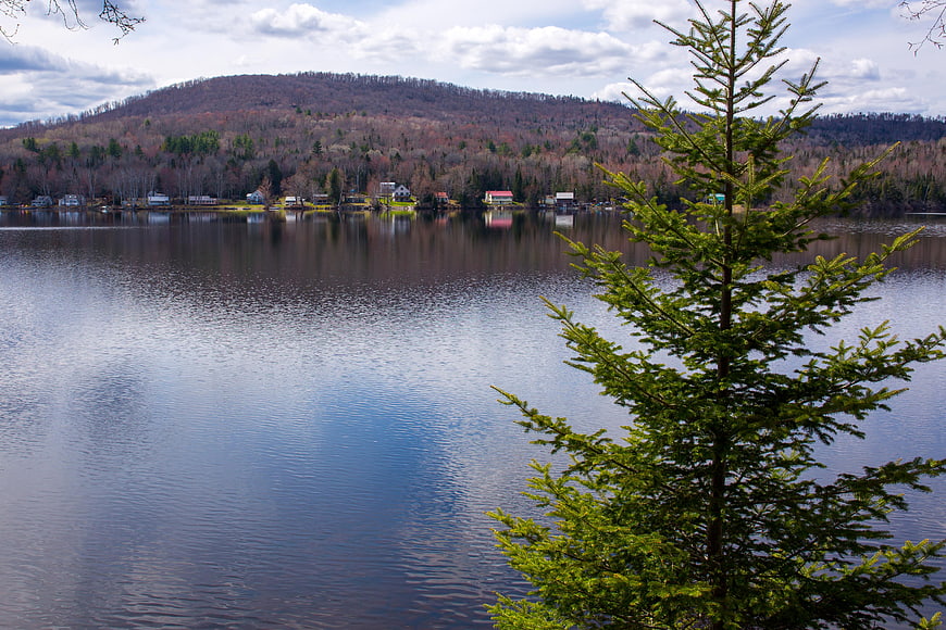 Scenic Lake View with Pine Tree and Distant Mountain