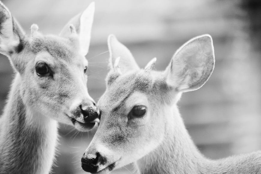 Black and white close-up of two young deer nuzzling