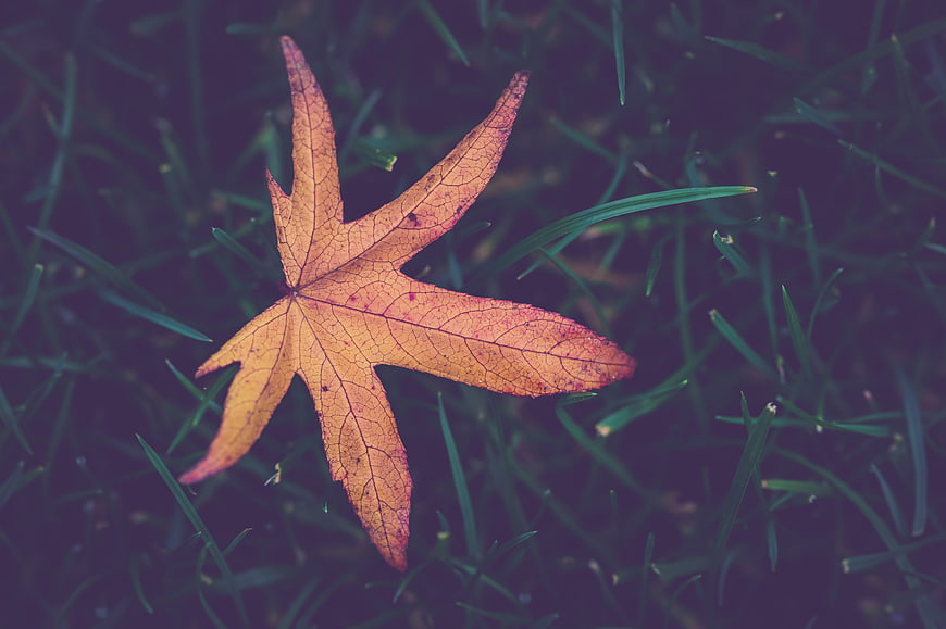 Fallen orange maple leaf on green grass background