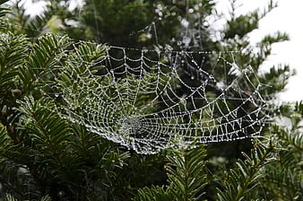 Dew-covered spiderweb on green conifer branches