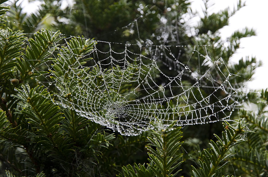 Dew-covered spiderweb on green conifer branches