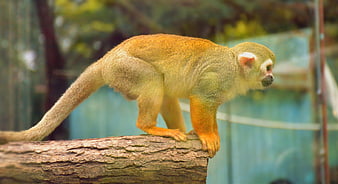 Squirrel Monkey on Log in Zoo Enclosure