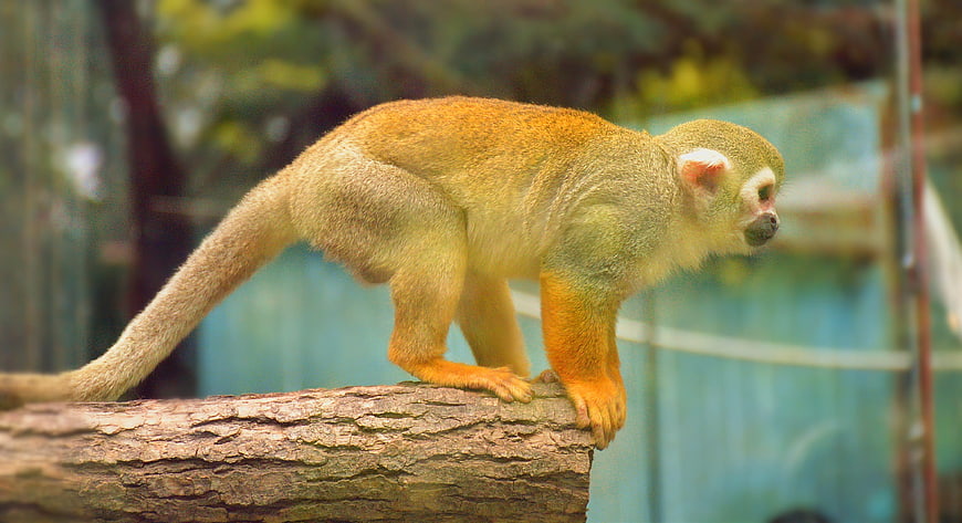 Squirrel Monkey on Log in Zoo Enclosure