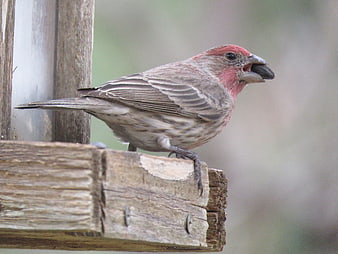 Purple Finch Eating Seed on Wooden Bird Feeder
