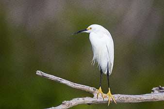 Snowy Egret Perched on Branch in Natural Habitat