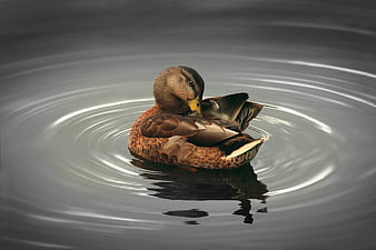 Brown duck preening feathers on calm water with ripples