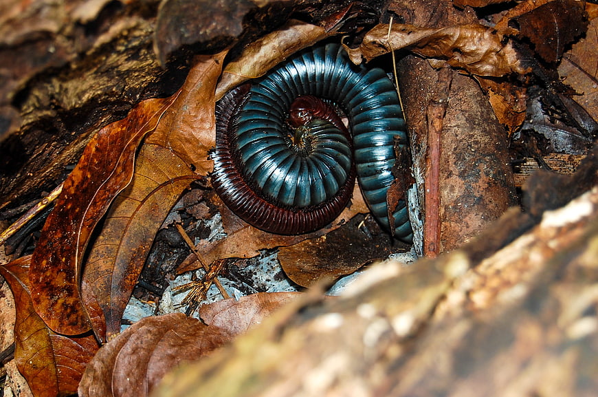 Blue millipede curled on forest floor leaves